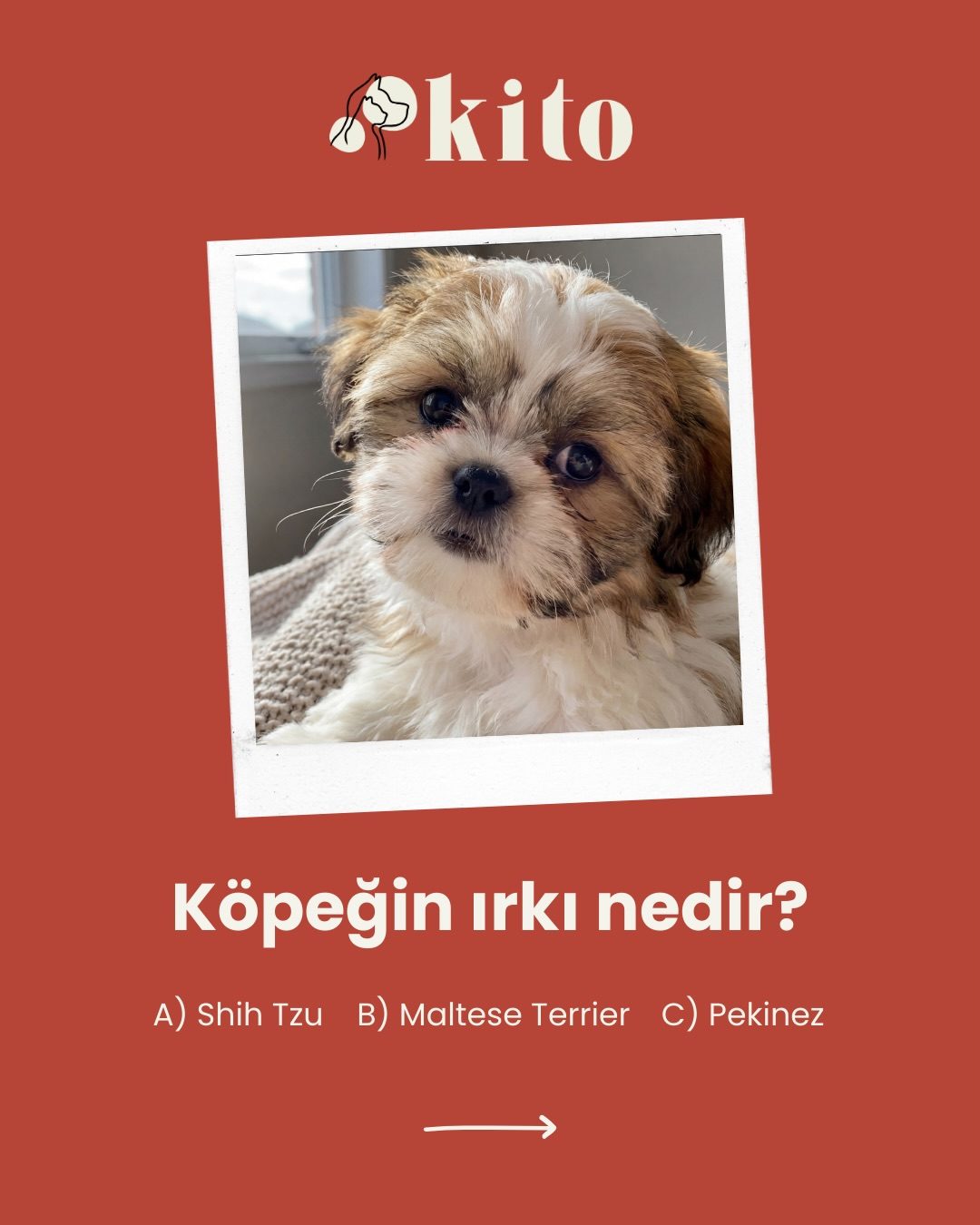 Kito, art directed visual