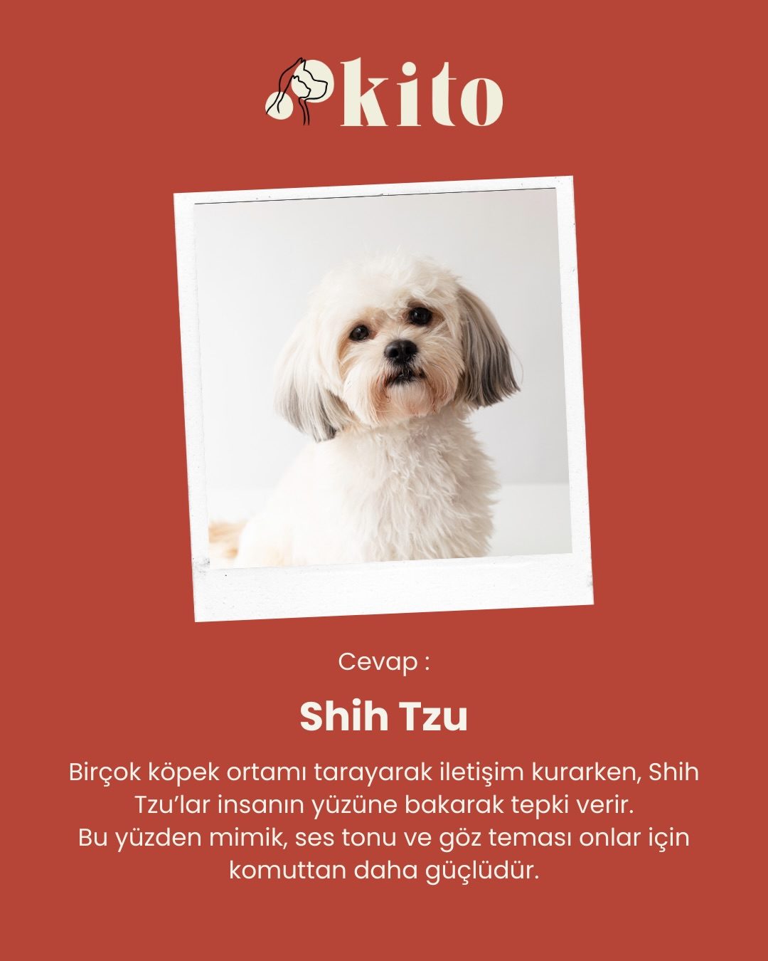Kito, art directed visual 2