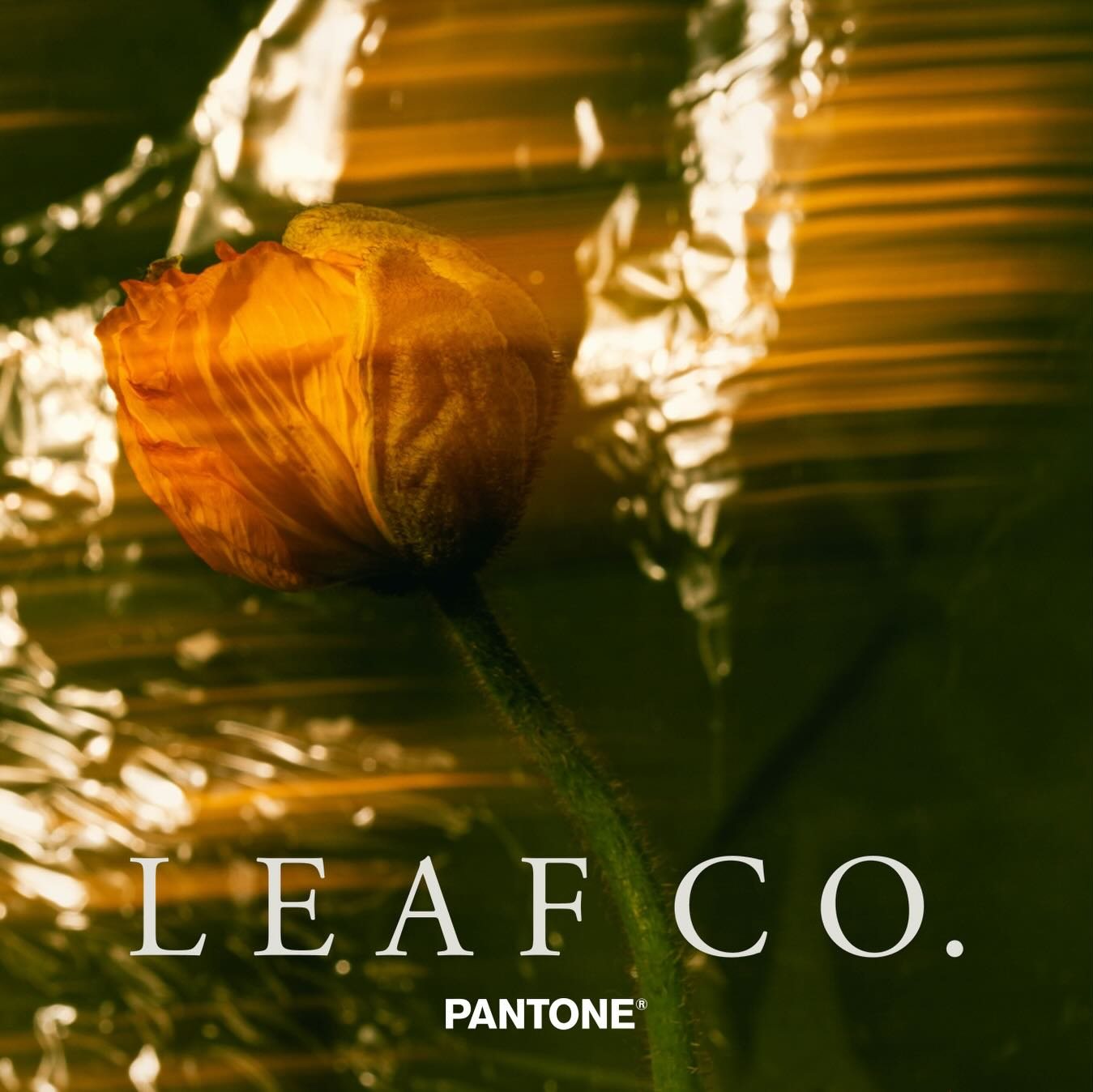 Leaf Co., art directed visual