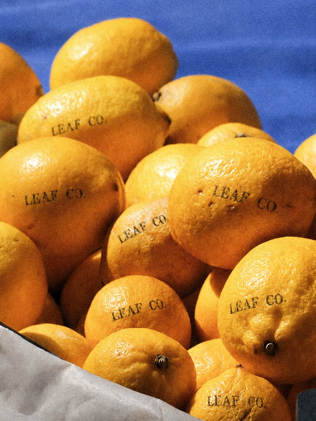 Leaf Co., food & drink visual by Studio 56
