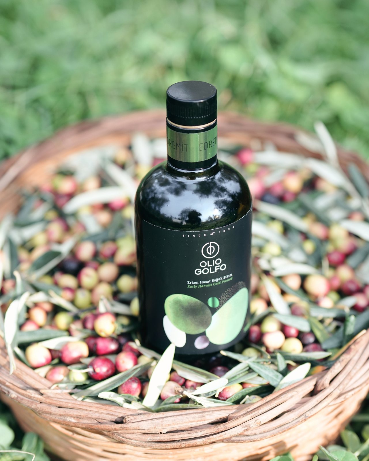 Olio Golfo, food & drink visual by Studio 56