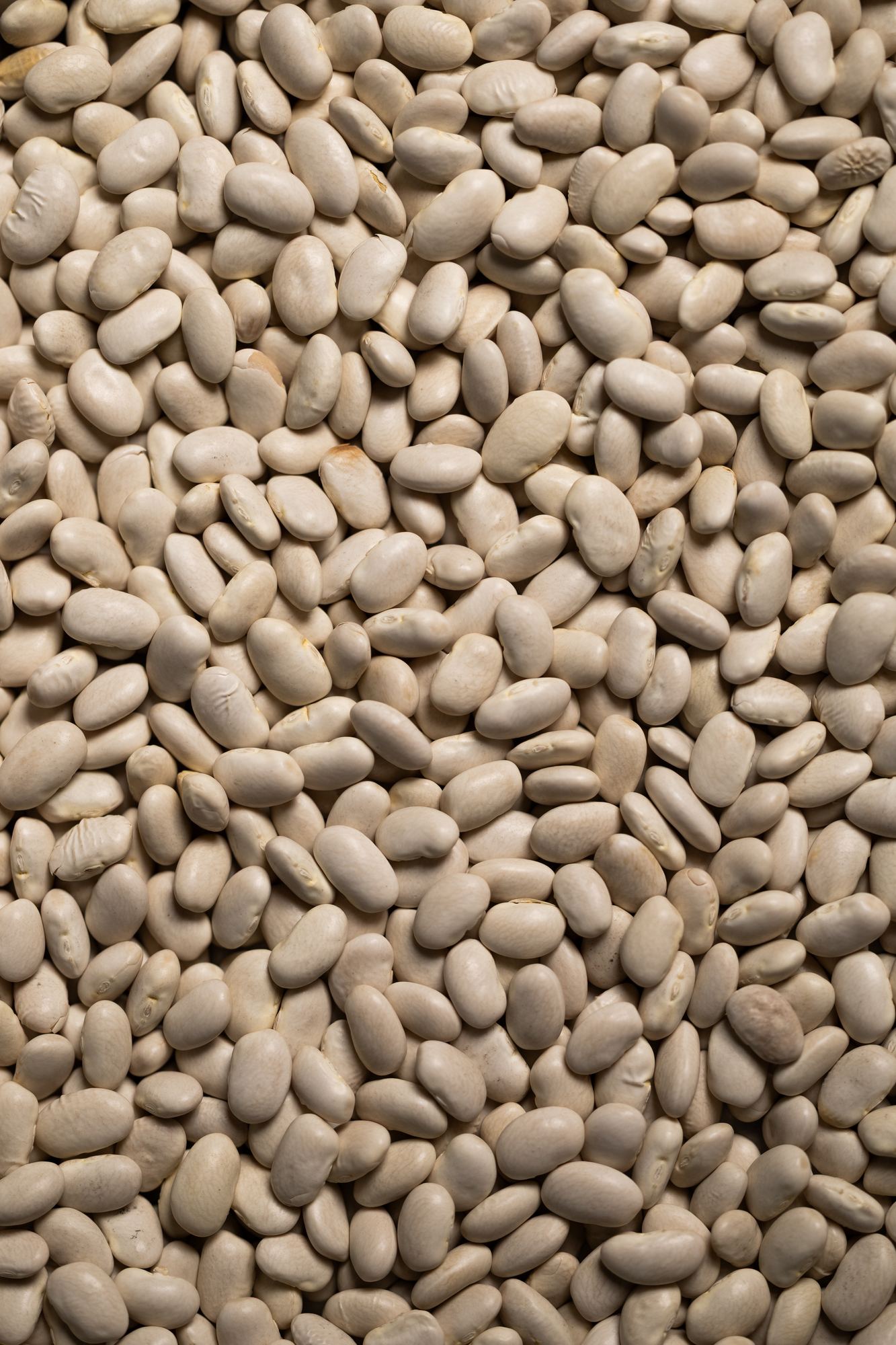 White Pepper, photographed by Studio 56, 2